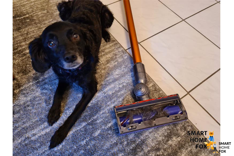 Ein Hund liegt neben einem Dyson Akku-Staubsauger.
